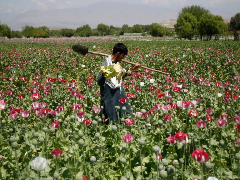 Afghanistan’s opium crop falls 20 percent as synthetic drugs surge | Drugs News