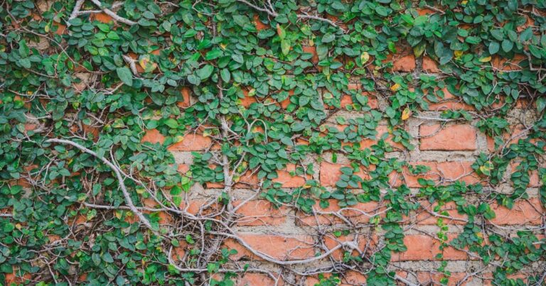 ‘Aggressive’ plants to never grow in your garden including common ‘worst offender’