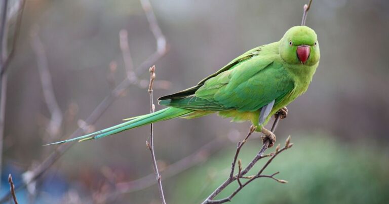 Parakeets will love your garden if you leave 1 fruit out