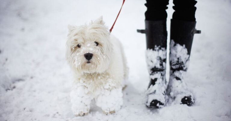 Pet owners urged to look out for 1 poison during winter walks