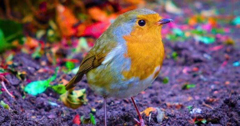 Robins keep flocking to gardens if gardeners do a 10-second task in November