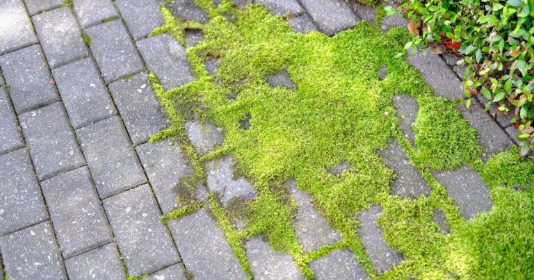 How to remove moss from patios fast without pressure washer