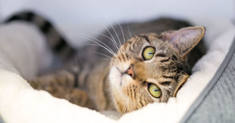 Cat owners issued urgent warning as temperatures drop