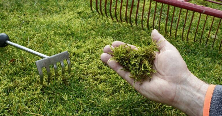 Gardener recommends item that will keep your lawn ‘neat and tidy’