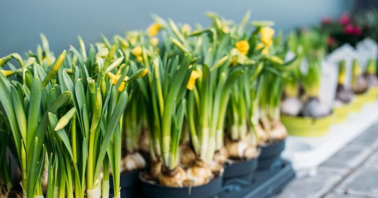 Last chance to plant 4 flowers this weekend for a ‘stunning’ spring display