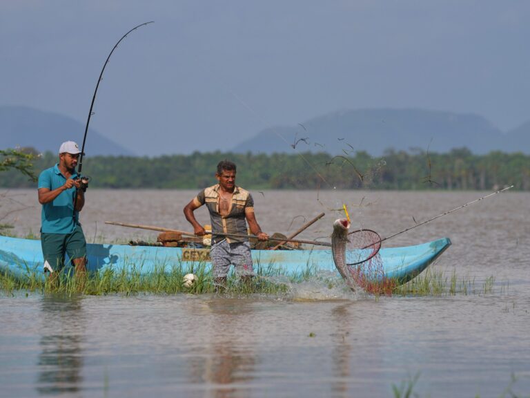 Sri Lankan villagers adapt to threat of snakehead fish invasion | Gallery News