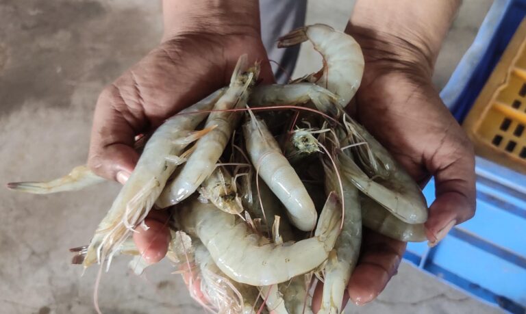 India is world’s second-largest shrimp producer. That is now under threat | Trade War News
