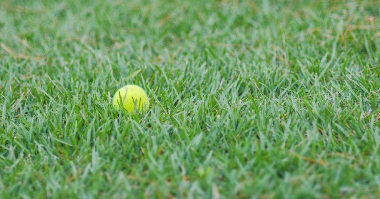 Gardeners urged to leave tennis balls outside in winter