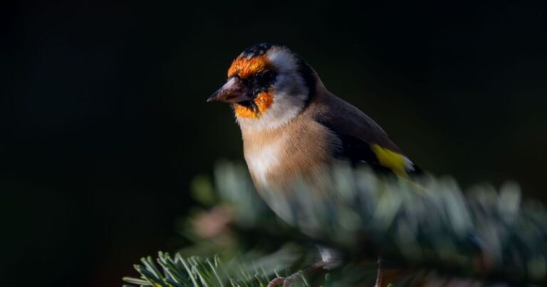 Goldfinches will flock to your garden if you plant these three flowers