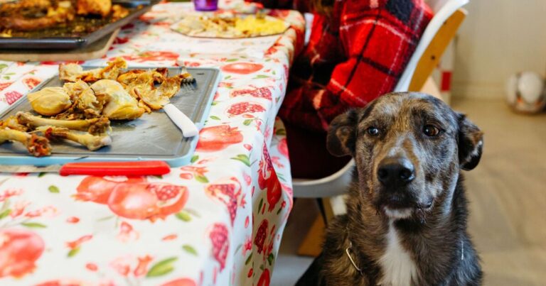 Vets warn Christmas dinner ingredient can be very ‘poisonous’ for dogs