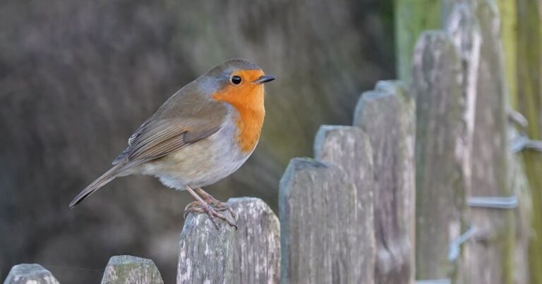 Robins will keep returning to your garden if you place 1 thing in your feeder