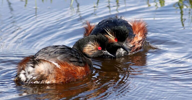 Wonderful bird spotted in the UK in rare sighting