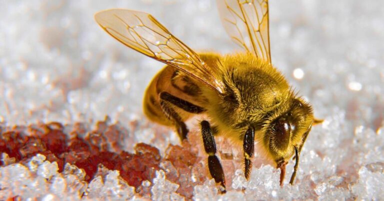 Bees will keep coming into your garden if you do 1 easy task in December