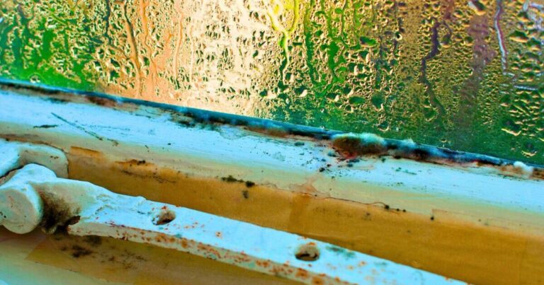 Window mould cannot be cleaned with bleach but 1 natural item can destroy spores