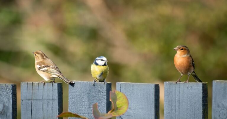 RSPCA says ‘scatter Christmas leftovers in garden to help birds’