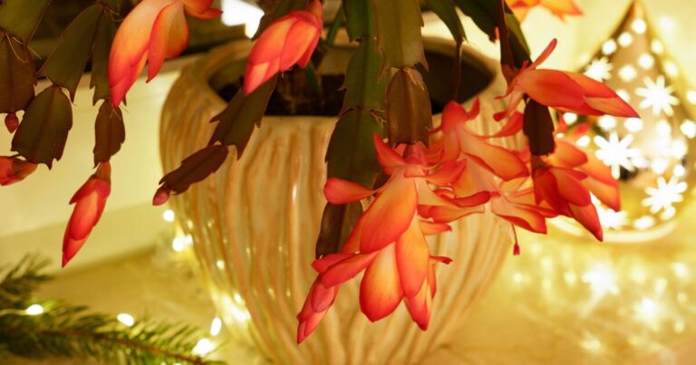 The ideal time to prune Christmas cactus to ‘encourage’ blooming period