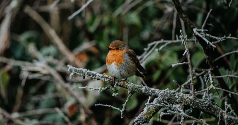 Robins will keep coming back to your garden with 1 nesting box upgrade in January