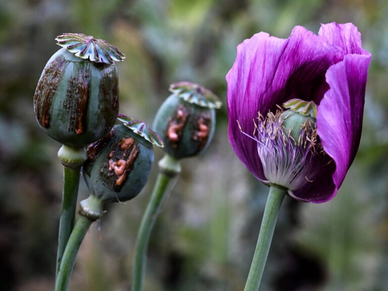 Opium poppy farming hits 10-year high in war-torn Myanmar | Drugs News