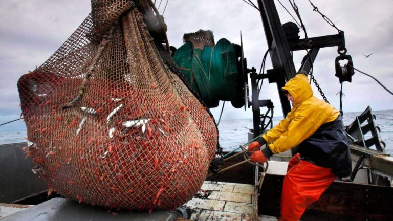 New England shrimp fishery to shut down in wake of ocean warming
