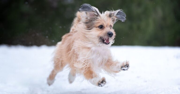 Urgent warning to all dog owners to ‘limit walks’ from today