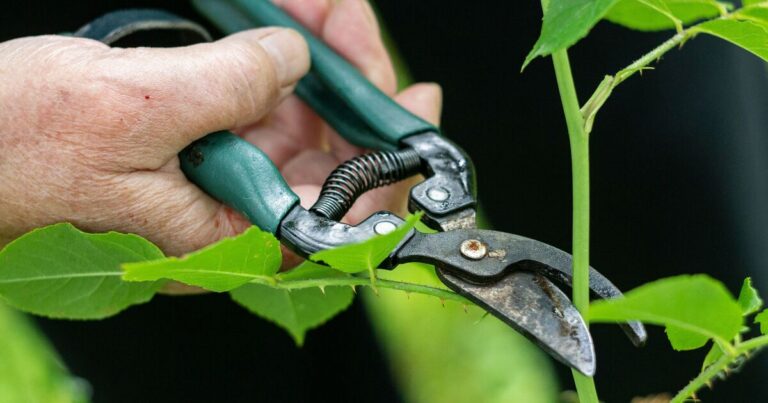 Gardener shares 6 plants that ‘should be pruned’ in January